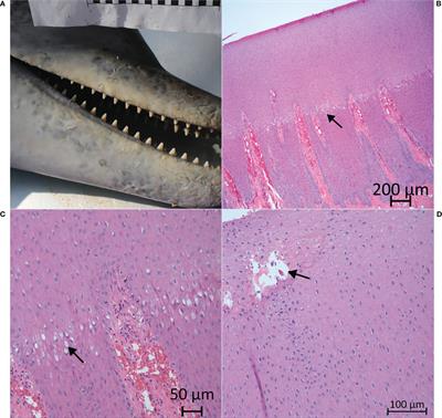 Standardizing gross descriptions of skin lesions in common bottlenose dolphins (Tursiops truncatus) stranded in Southwest Florida, 2015–2019